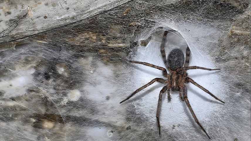 especie de la araña que tejió la telaraña gigante de la cueva
