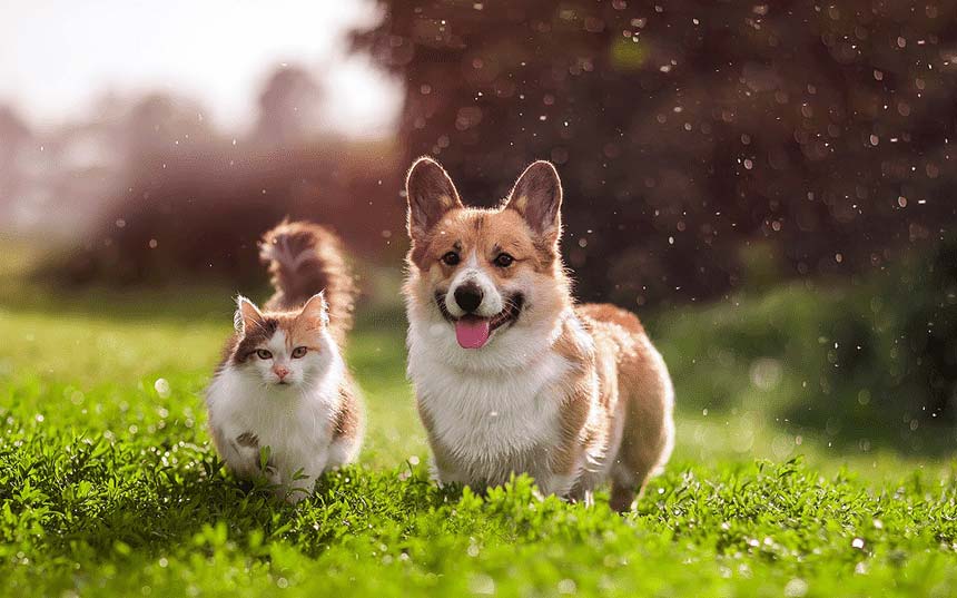 Perros y gatos juntos