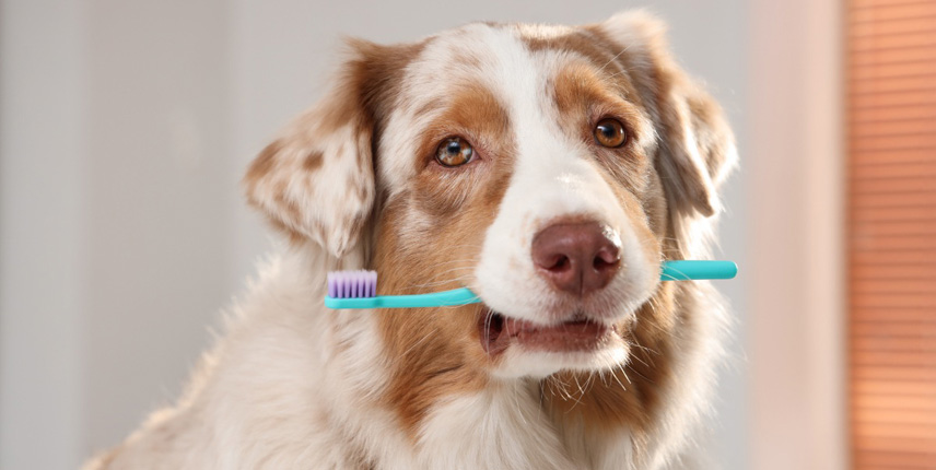 Limpieza dental de los perros