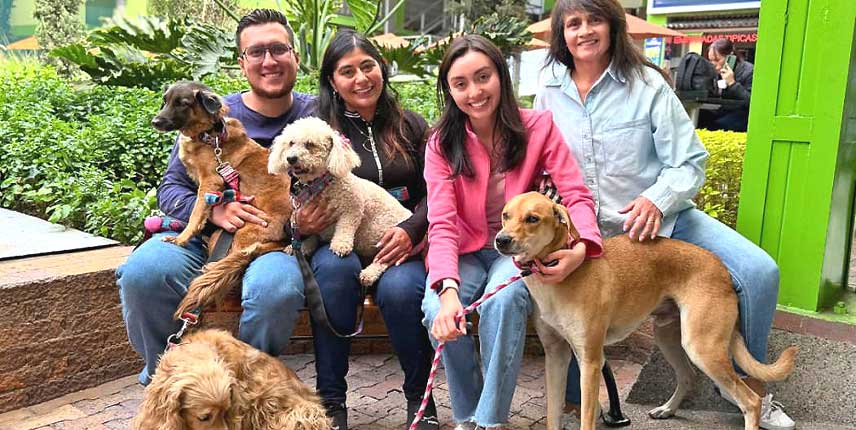 Peros y gatos en busca de un hogar